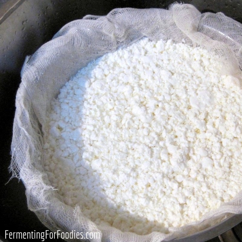 Simple Homemade Cottage Cheese Fermenting For Foodies
