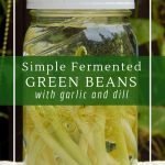 Simple fermented green bean pickles for a probiotic snack