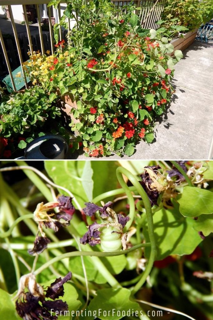 How to serve nasturtium seeds, leaves and flowers