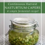 How to make pickled nasturtium seeds by continuous harvesting and fermenting.
