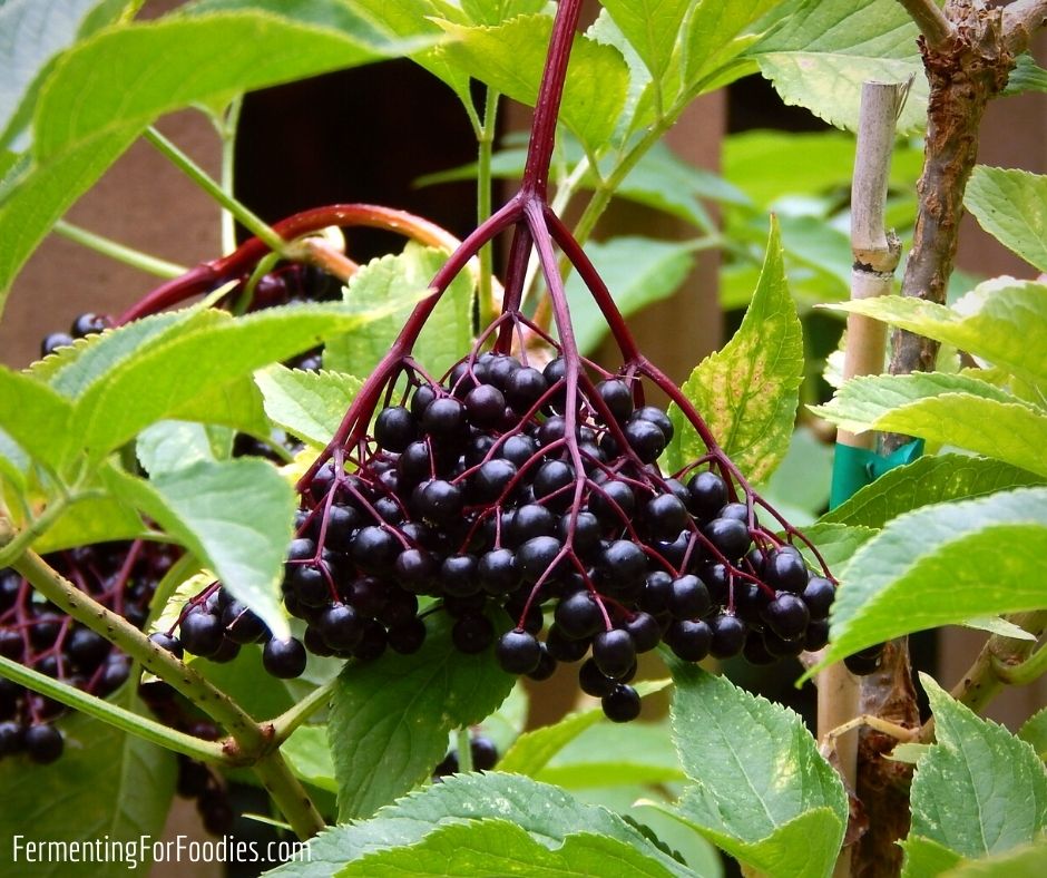 How to safely harvest elderberries for their antiviral properties
