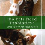 How to support your pet's health with probiotics. Options for cats and dogs.