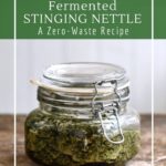 How to make fermented nettle pesto